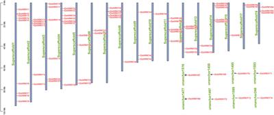 In-depth analysis of large-scale screening of WRKY members based on genome-wide identification